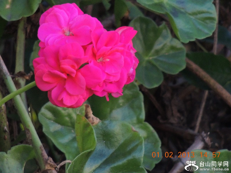 flower 208_.jpg