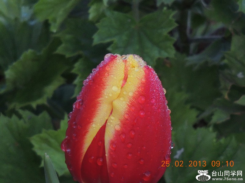 flower 628_.jpg