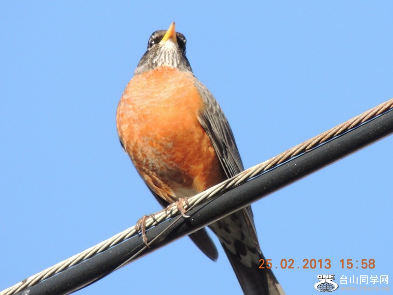bird 1152_.jpg