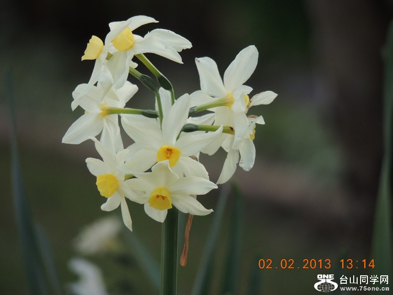 flower 241_.jpg