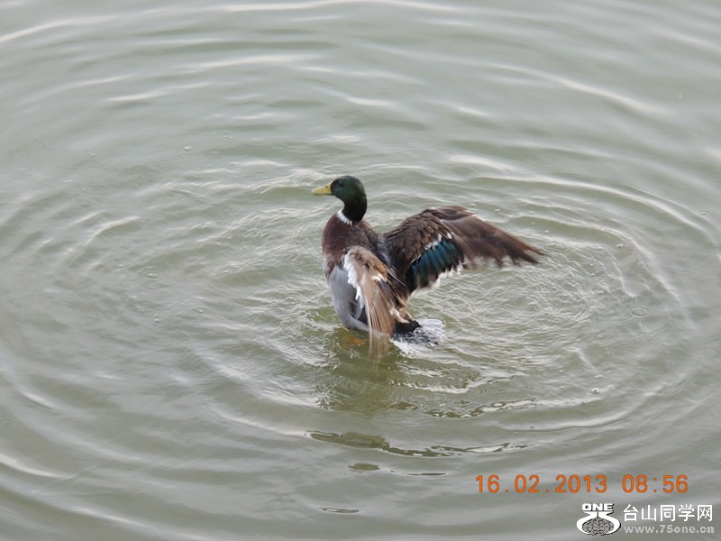 bird 683_.jpg