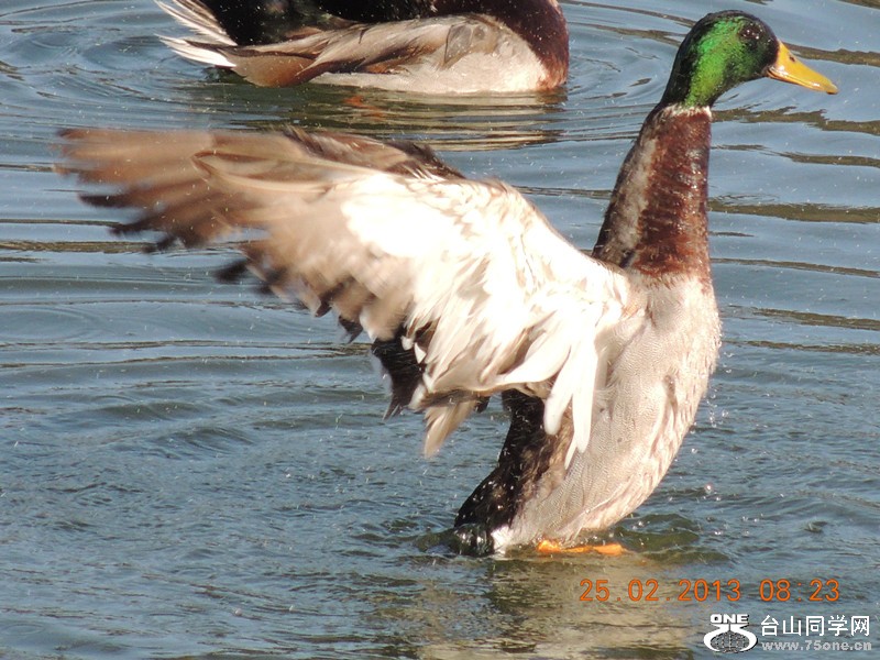 bird 1128_.jpg
