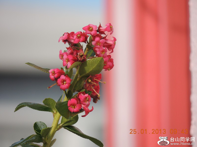 flower 106_.jpg