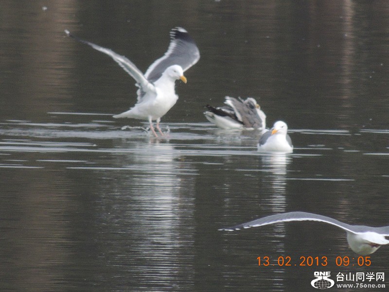 bird 447_.jpg