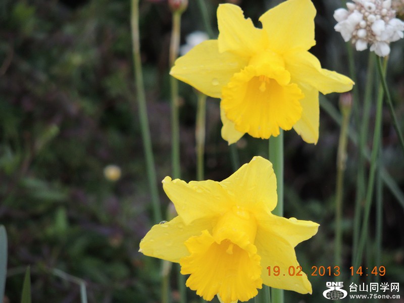 flower 619_.jpg