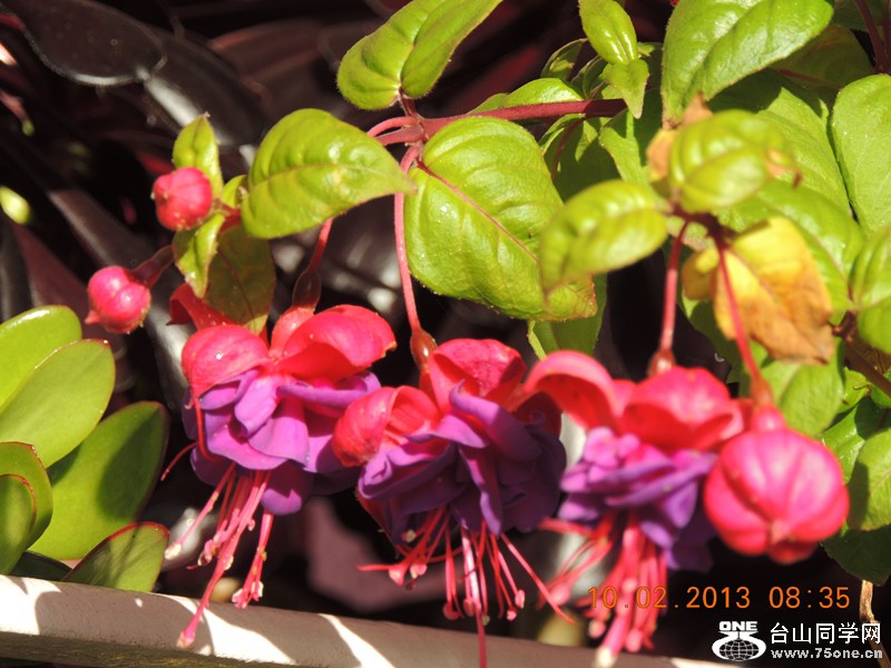 flower 354_.jpg