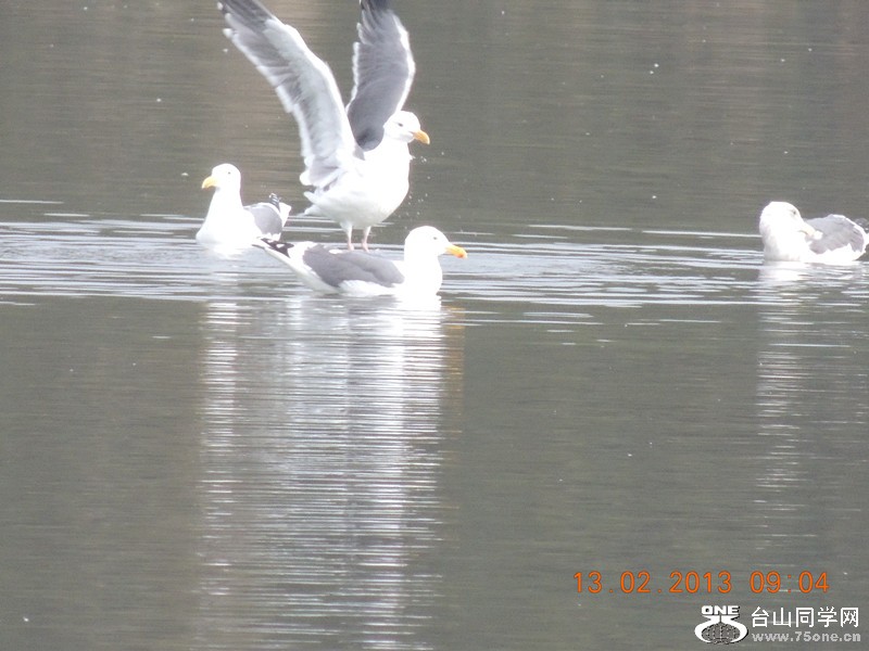 bird 445_.jpg