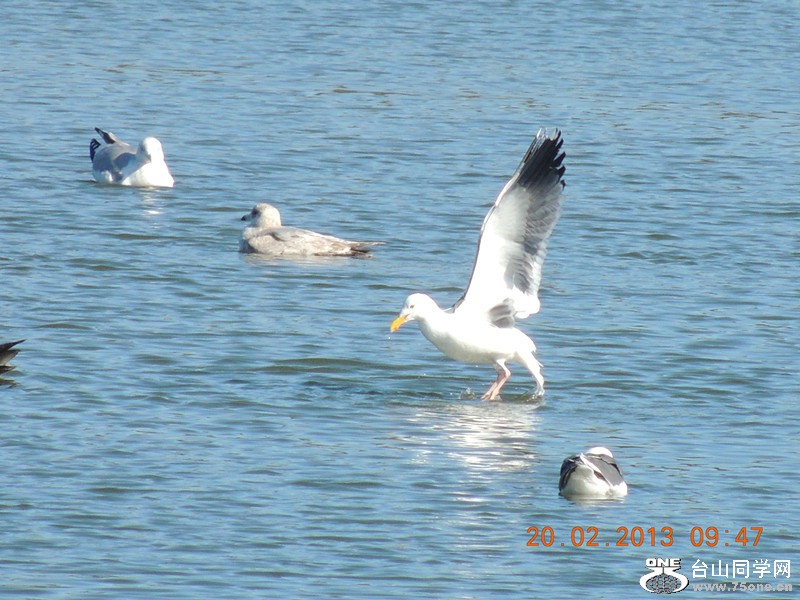 bird 839_.jpg