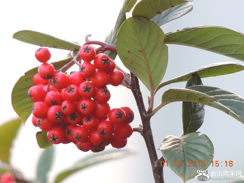 flower 224_.jpg