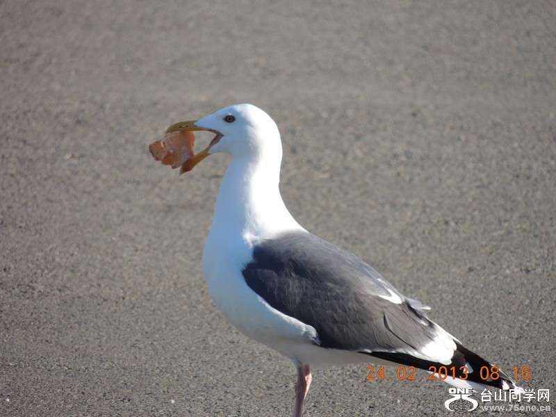 bird 1022_.jpg