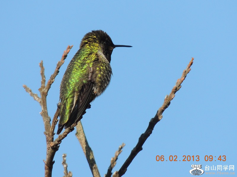bird 271_.jpg