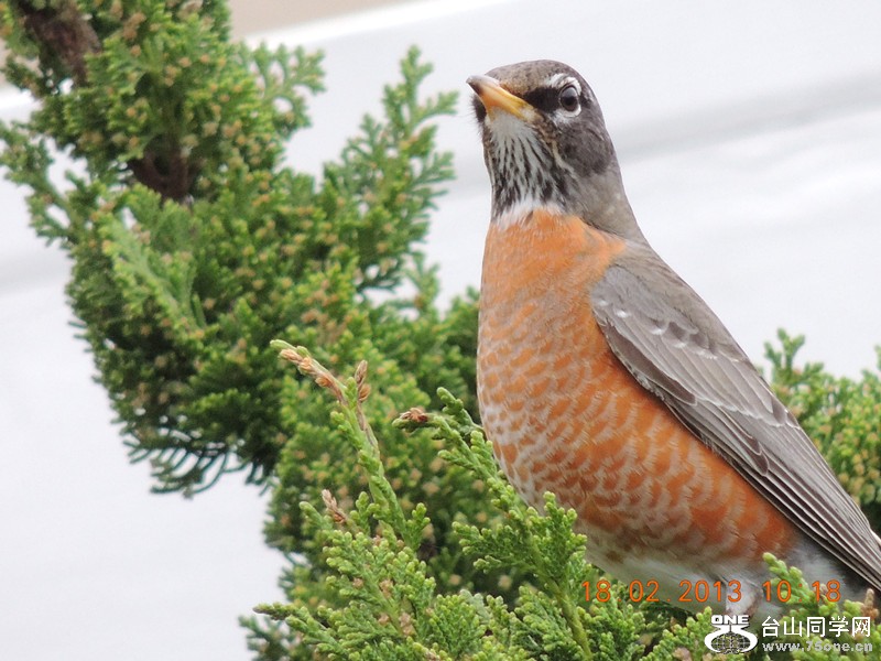 bird 771_.jpg