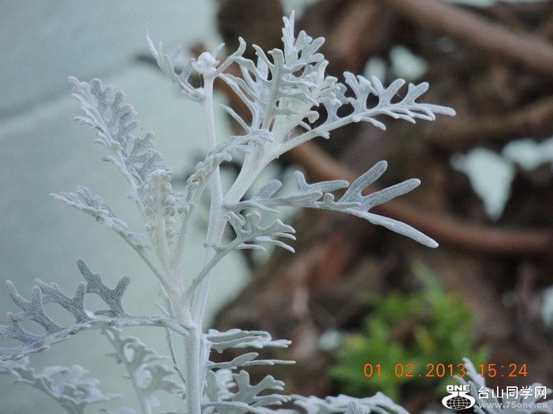 flower 230_.jpg