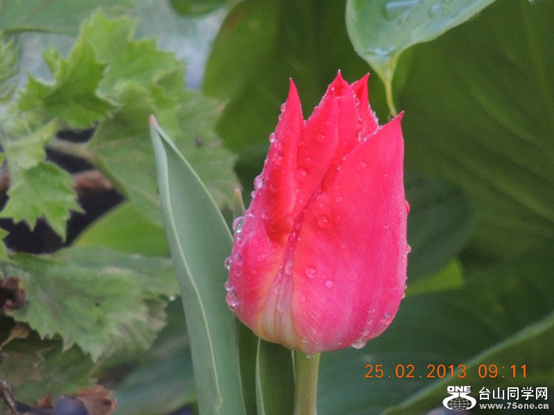 flower 635_.jpg