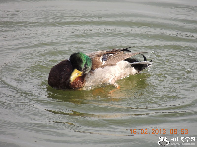 bird 664_.jpg