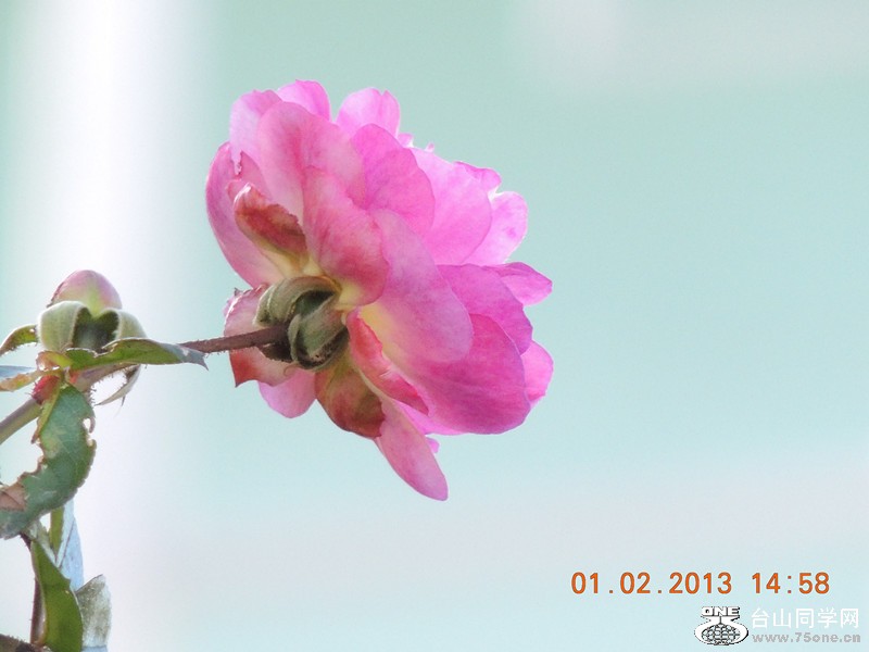 flower 211_.jpg