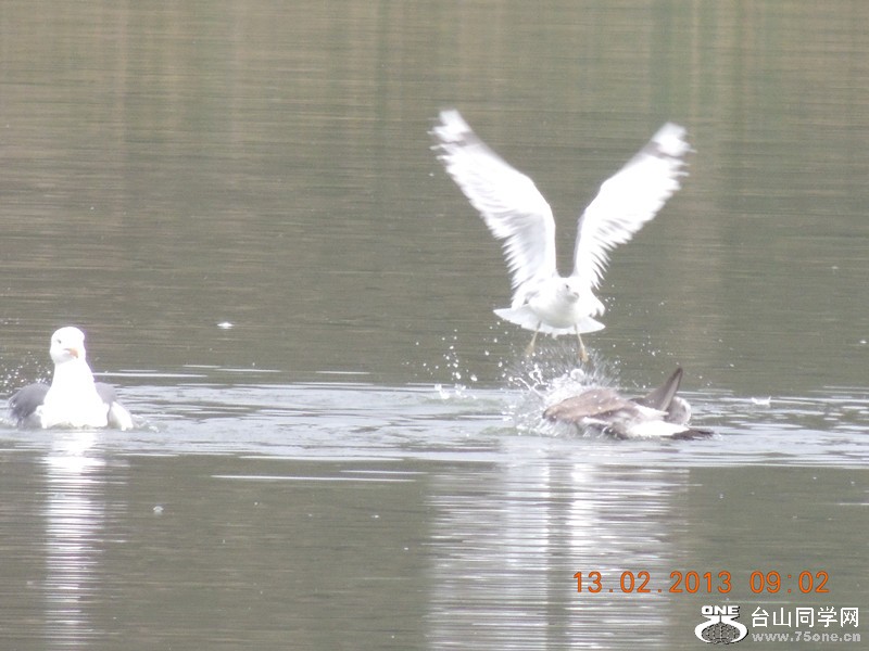 bird 437_.jpg