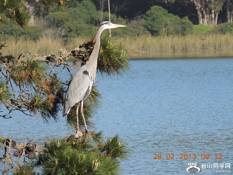 bird 1247_.jpg