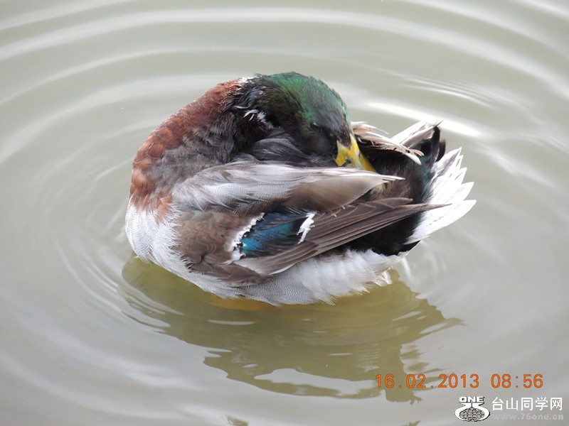 bird 688_.jpg