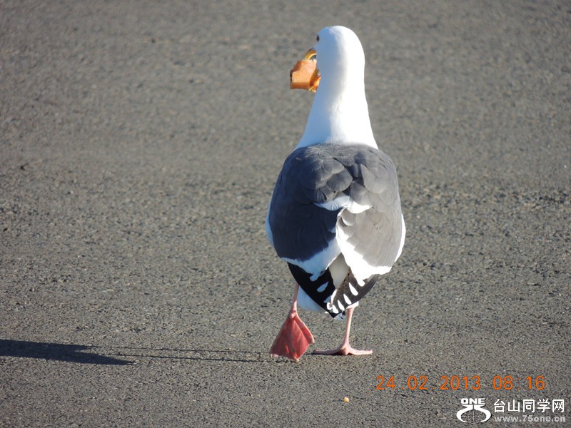 bird 1028_.jpg