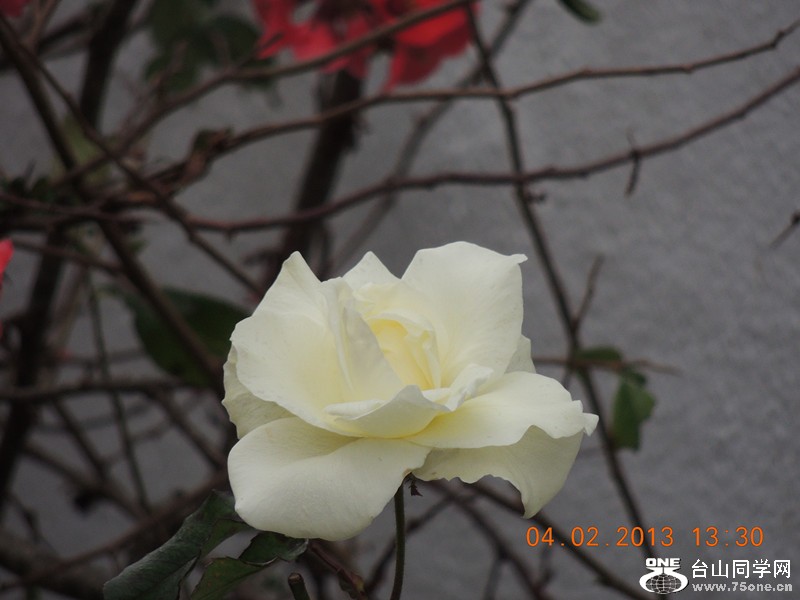 flower 252_.jpg