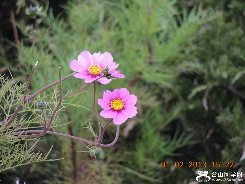 flower 225_.jpg