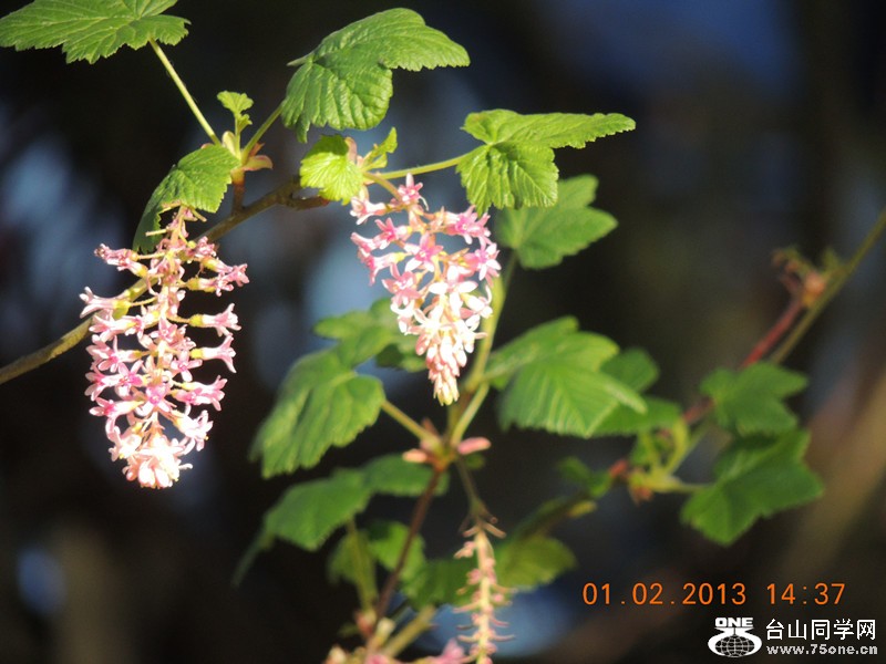 flower 190_.jpg