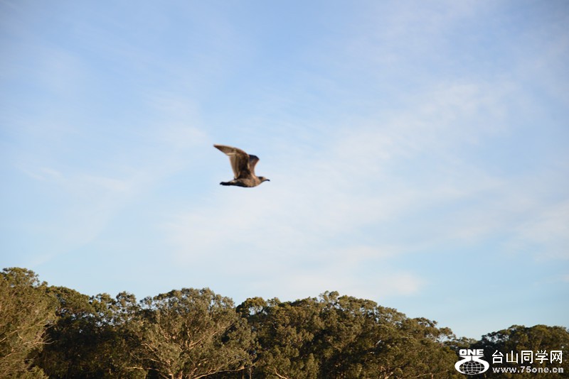 bird 1037_.jpg