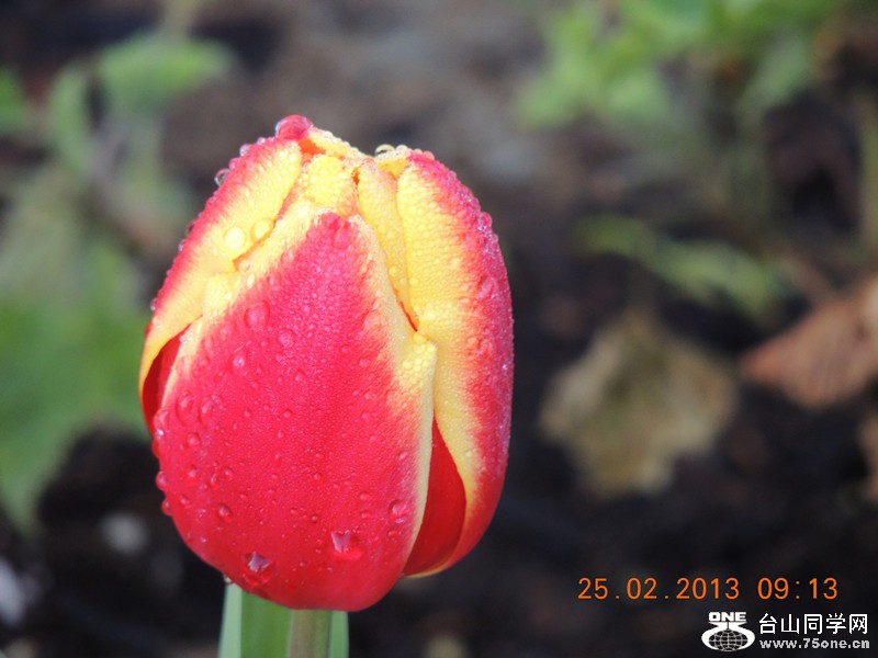 flower 645_.jpg
