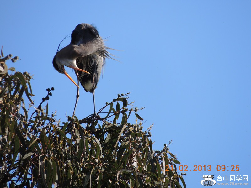bird 930_.jpg