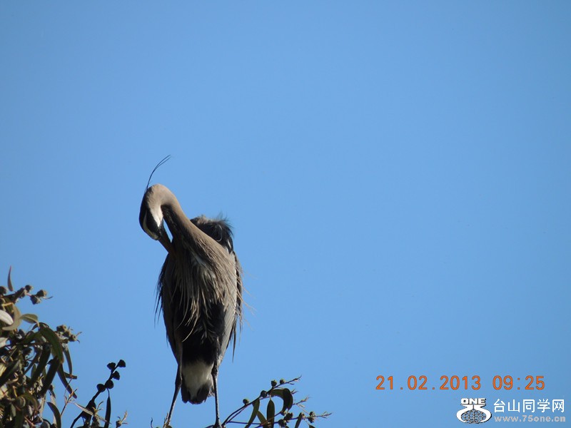 bird 931_.jpg