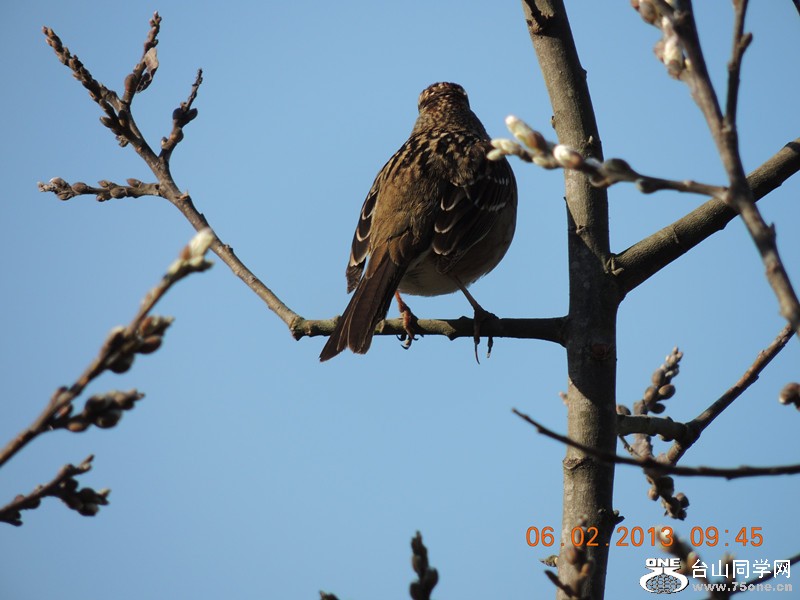 bird 288_.jpg