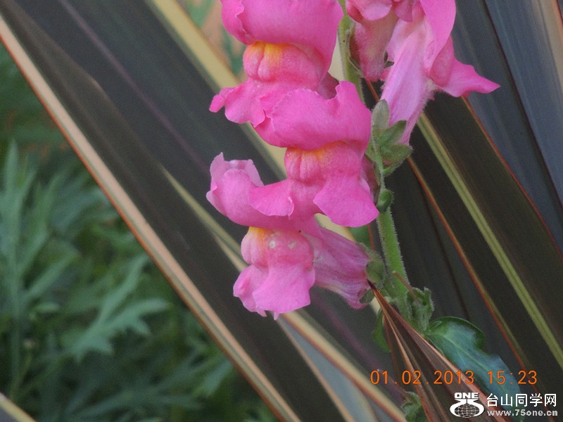flower 227_.jpg