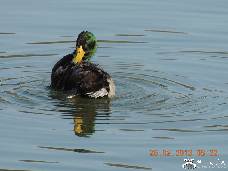 bird 1116_.jpg