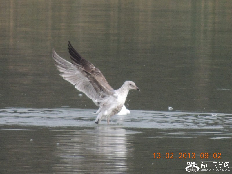 bird 436_.jpg