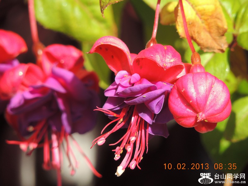 flower 357_.jpg