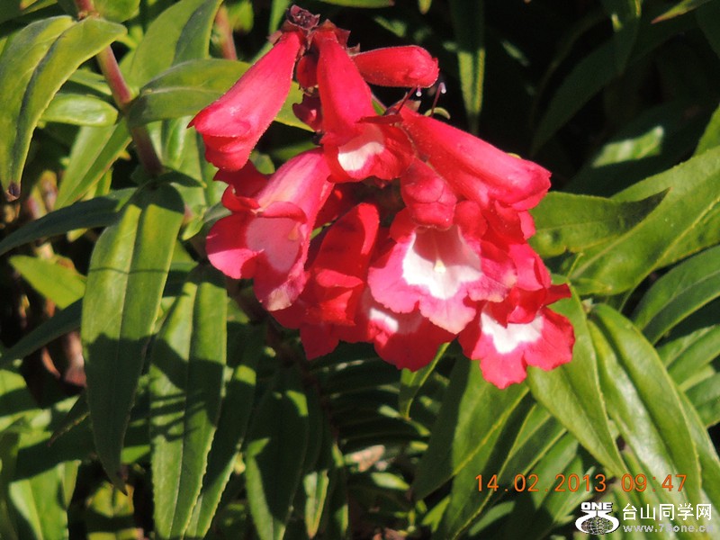 flower 433_.jpg
