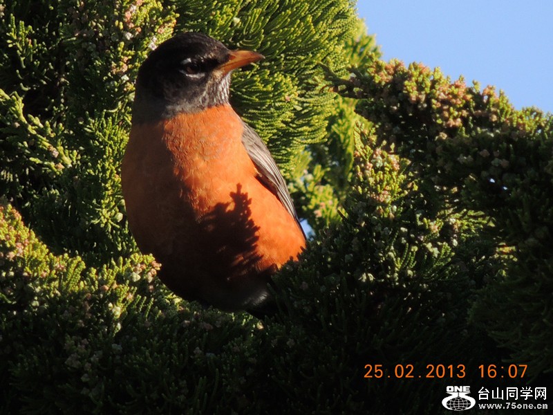 bird 1163_.jpg