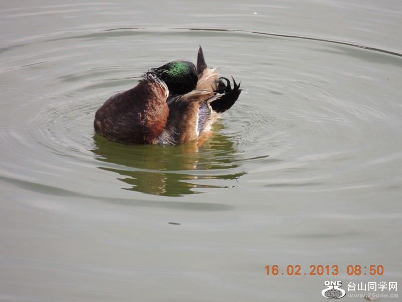 bird 648_.jpg