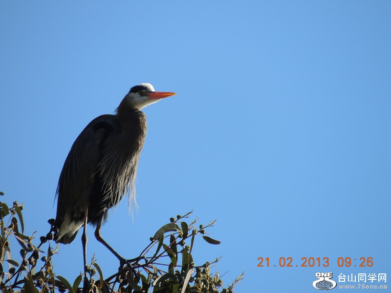 bird 938_.jpg
