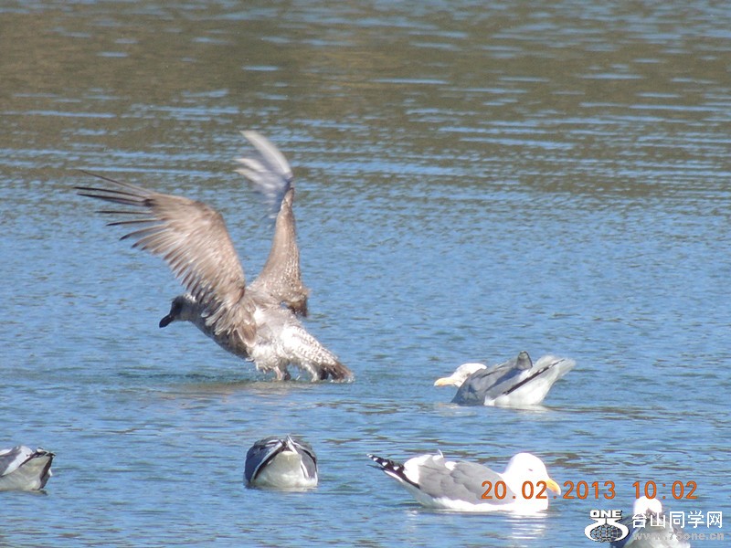 bird 885_.jpg