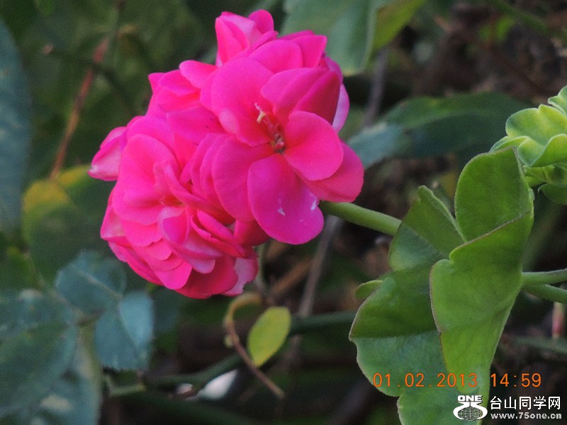 flower 215_.jpg