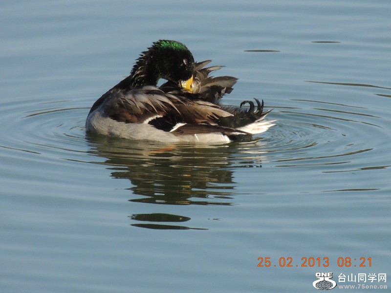 bird 1109_.jpg