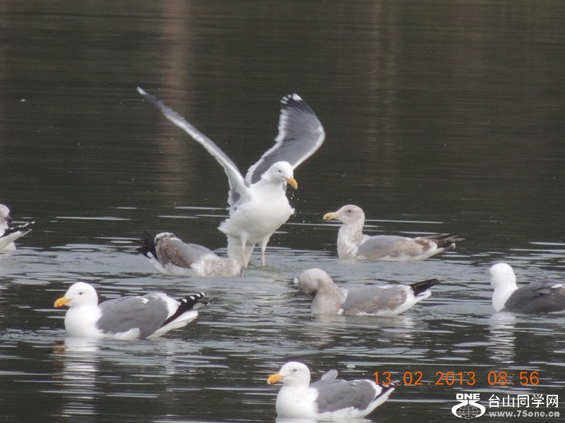 bird 424_.jpg