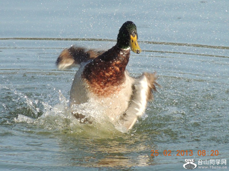 bird 1106_.jpg