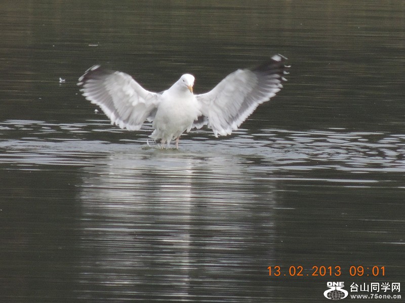 bird 432_.jpg