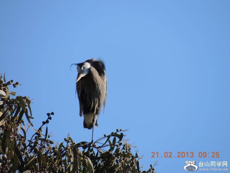 bird 933_.jpg
