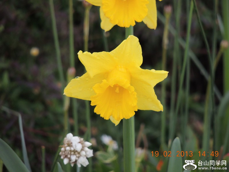 flower 618_.jpg