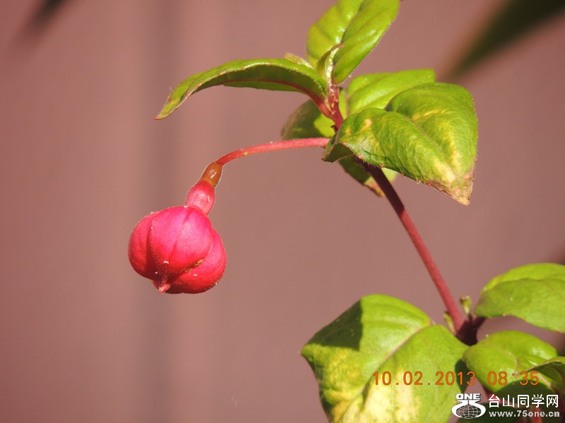 flower 355_.jpg