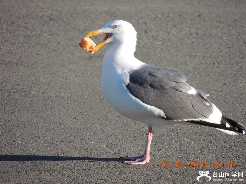 bird 1024_.jpg